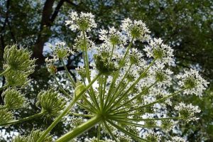 Friendly Guide: Kozmetika Products Irritation & Allergies