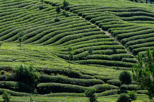 Discover the Benefits of Tea Tree Oil in Kozmetika Discover the Benefits of Tea Tree Oil in Kozmetika